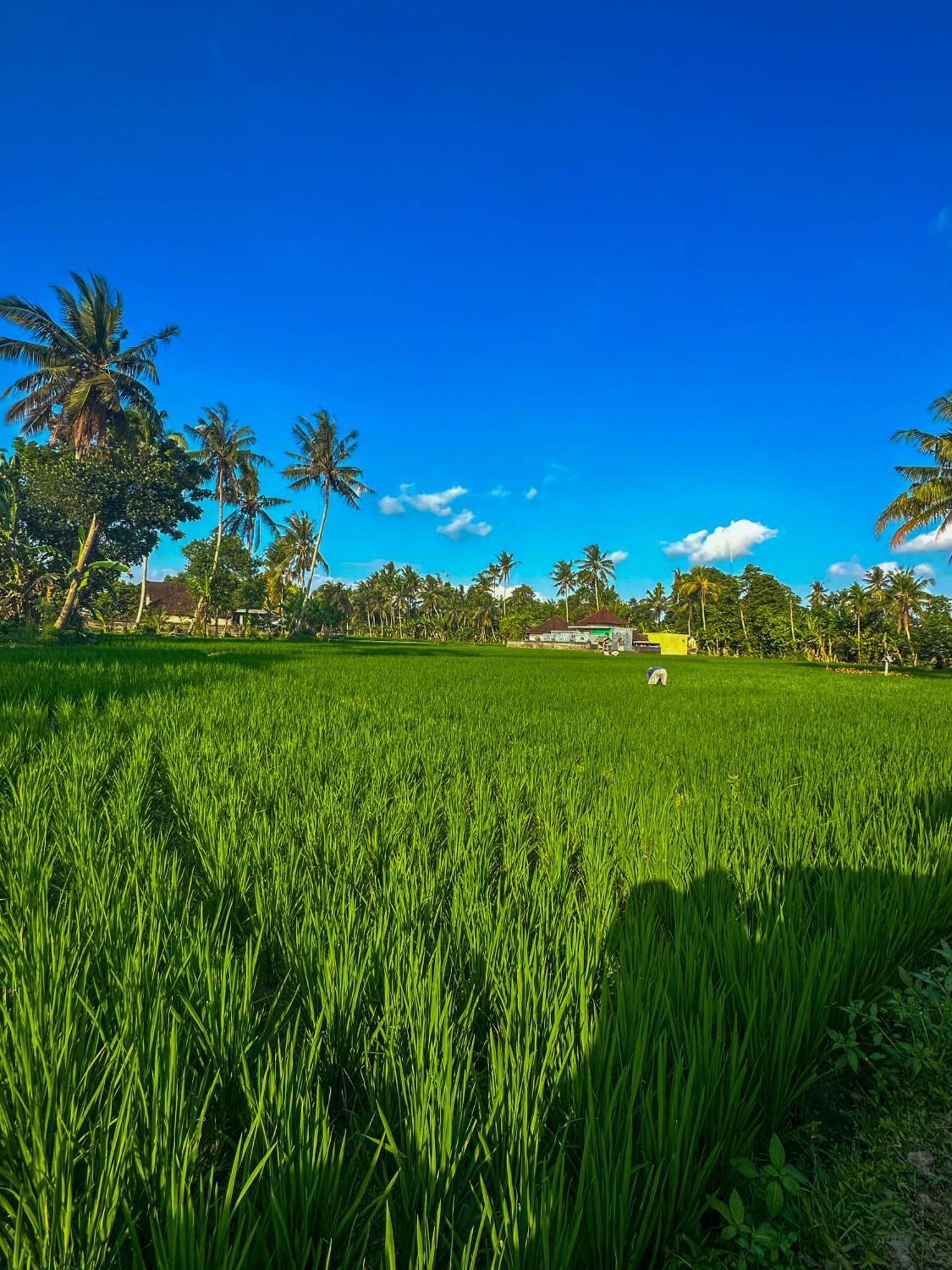 Hotel Nunu Bali Eco Friendly Retreat Canggu Zewnętrze zdjęcie